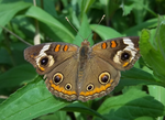 Miniatura para Junonia coenia