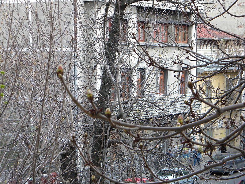 File:Bucuresti, Romania. Imbobocirea castanului (2).JPG