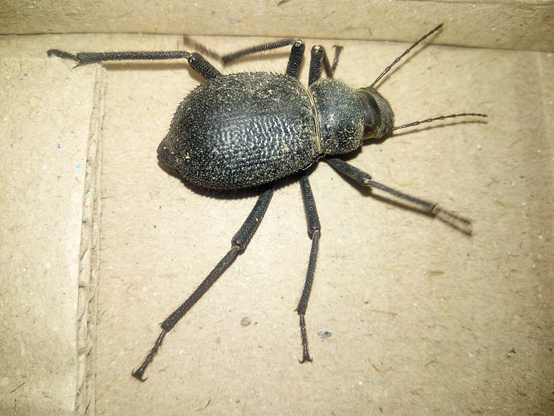 File:Bug in Tharparkar District.jpg