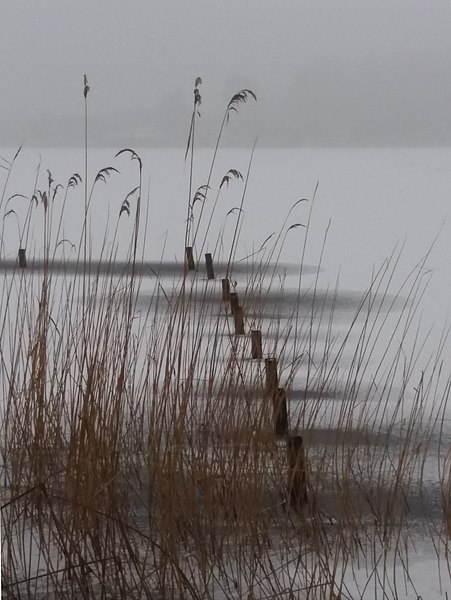 File:Buhnen im zugefrorenen Parsteinsee.jpg