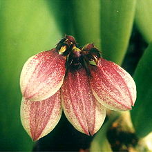 Bulbophyllum-lepidum.jpg