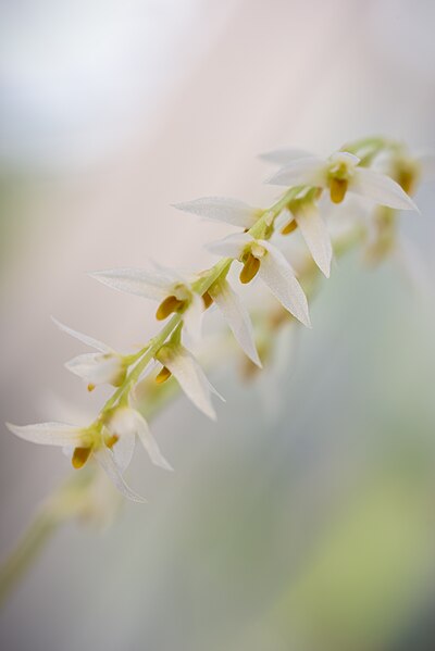File:Bulbophyllum auricomum Lindl. Gen. Sp. Orchid. Pl.- 50 (1830) (31820663501).jpg