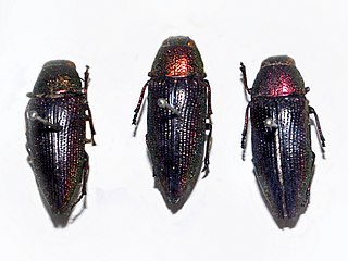<i>Lampetis orientalis</i> species of insect