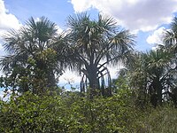 Buriti-Palme