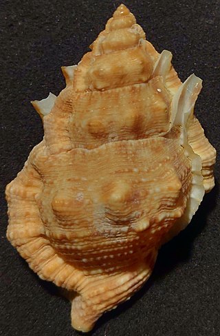 <i>Bursina borisbeckeri</i> Species of gastropod