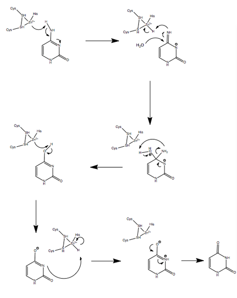 File:C-to-U mechanism.png