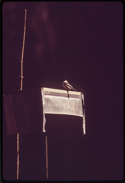 File:CHICKADEE AT BIRD FEEDER NEAR BASS LAKE - NARA - 547196.jpg