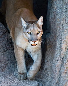 Cougar