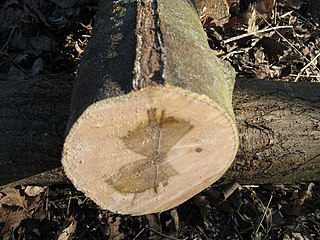 <span class="mw-page-title-main">Compartmentalization of decay in trees</span>
