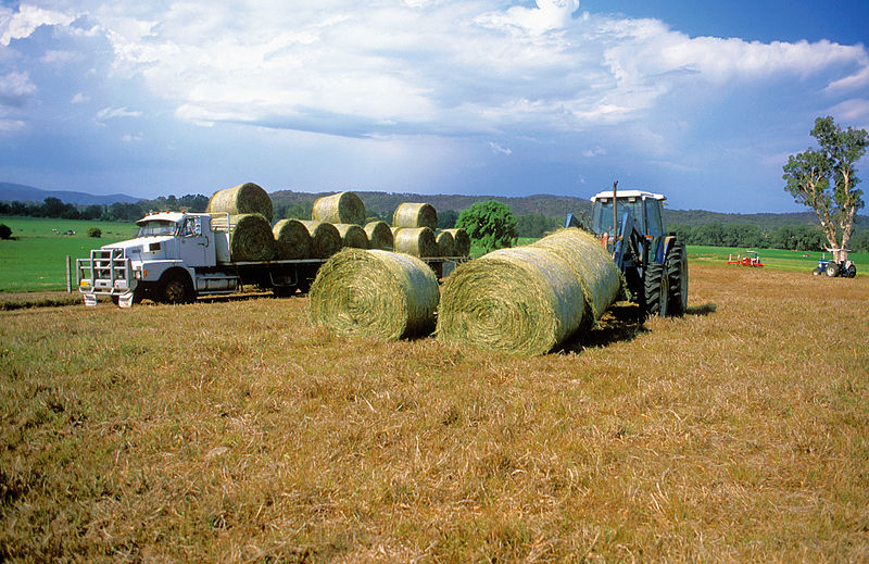 File:CSIRO ScienceImage 4482 Loading round hay bales onto a truck at Bega NSW November 2002.jpg