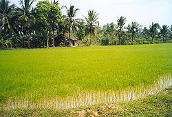 Bến Tre countryside around Cái Mon