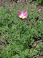 California Poppy Eschscholzia californica 'Purple Gleam' Plants.JPG