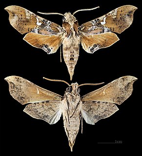 <i>Callionima</i> Genus of moths