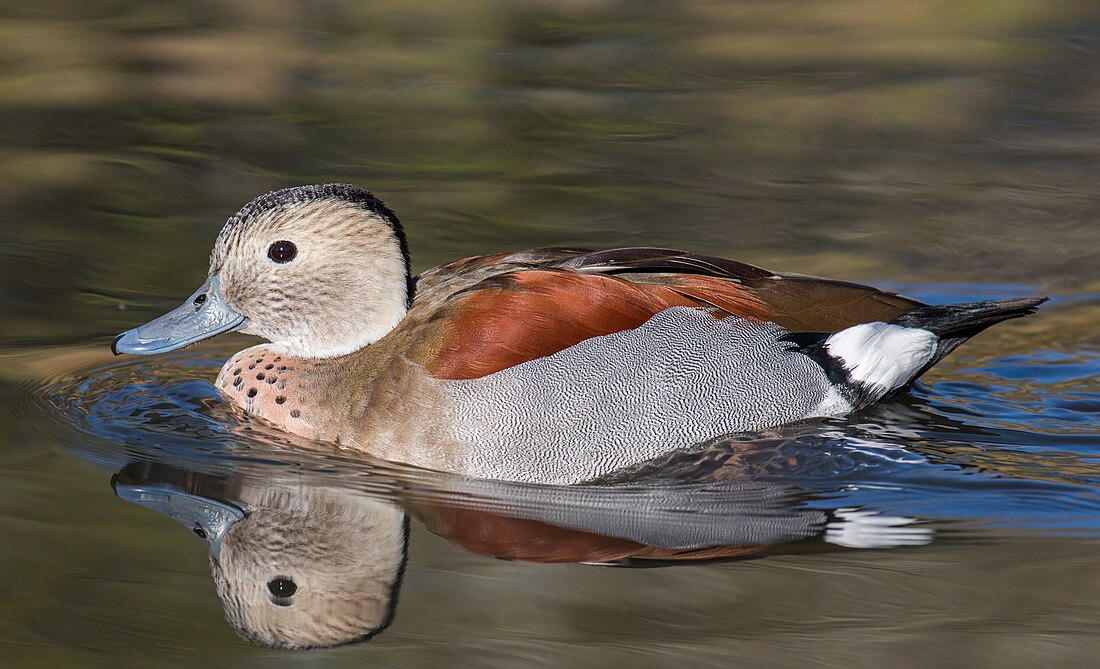 Ringed teal