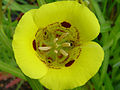 Calochortus 'Golden Orb'