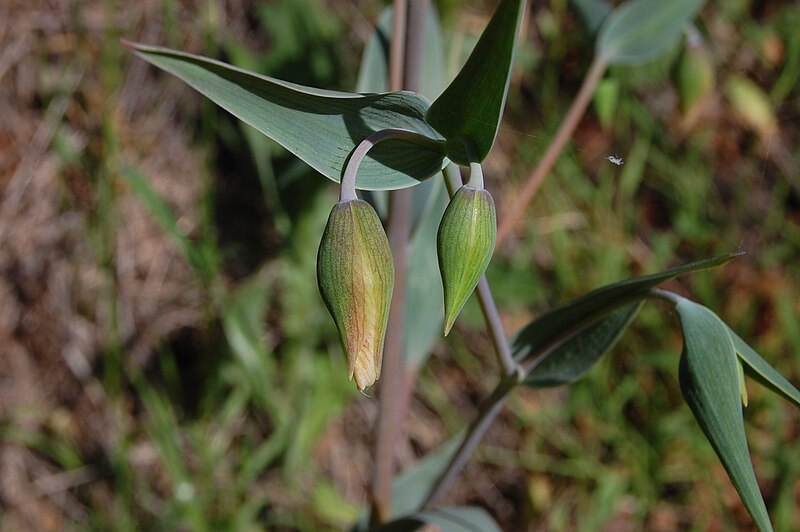 File:Calochortus albus-1.jpg