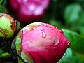 Camellia-bud.jpg