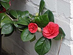 Camellia japonica1.jpg