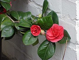 Camellia japonica