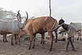 File:Campamento de ganado de la tribu Mundari, Terekeka, Sudán del Sur, 2024-01-28, DD 182.jpg