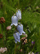 Campanula barbata