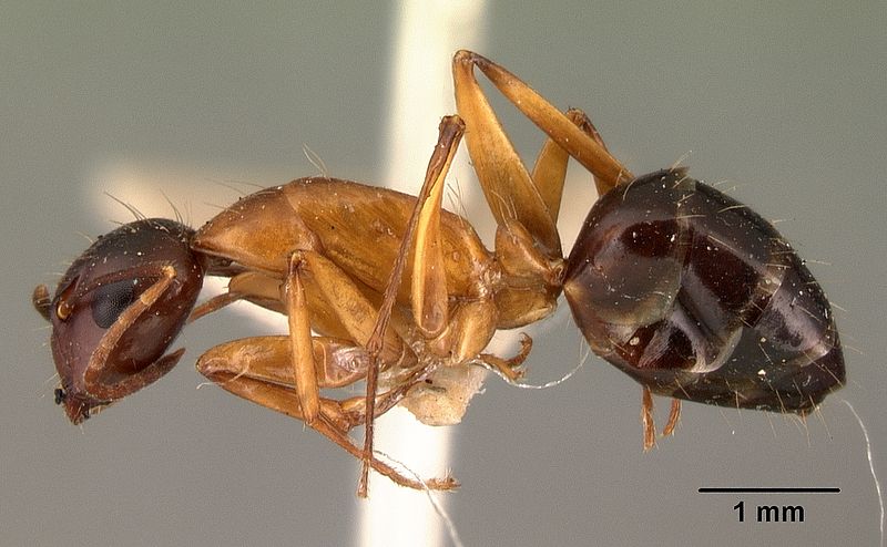 File:Camponotus hagensii casent0101492 profile 1.jpg