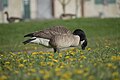 * Nomination Canada Goose at Downsview Park --Fabian Roudra Baroi 02:23, 3 August 2023 (UTC) * Promotion  Support Good quality. --Jakubhal 04:04, 3 August 2023 (UTC)