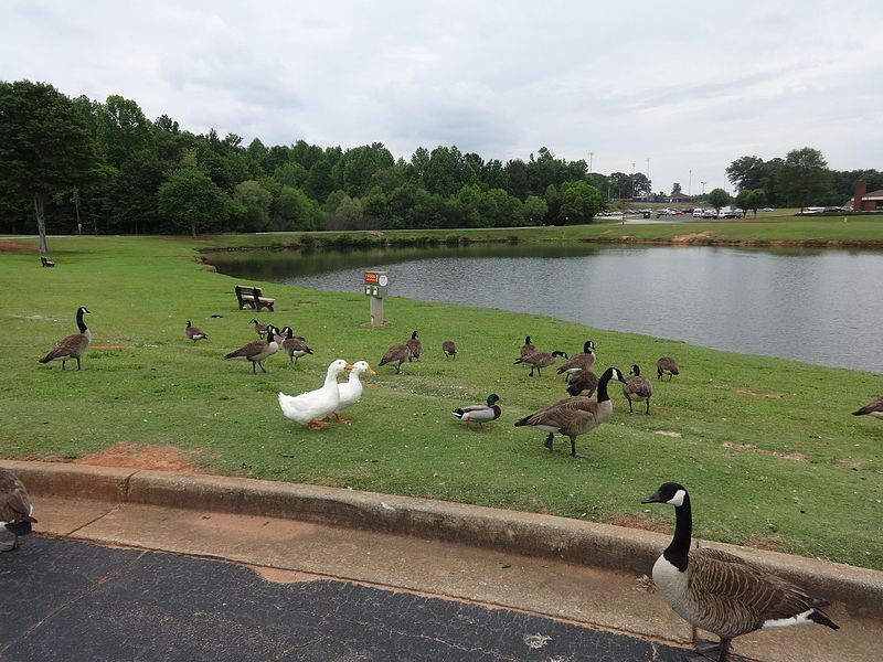 File:Canadian geese, mallard ducks and peking ducks, First Assembly of God, 3.JPG