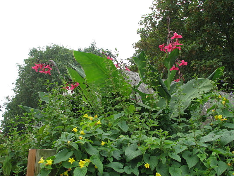 File:Canna x ehemannii, Caryopteris divaricata & Thladiantha dubia (15132167695).jpg