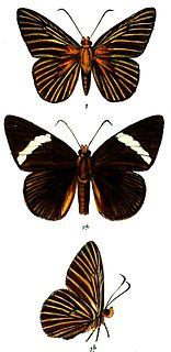 <i>Capila jayadeva</i> Species of butterfly