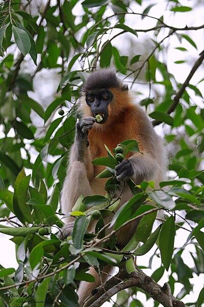 File:Capped langur, Satchari National Park 02.jpg