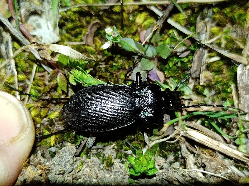 File:Carabus rossii - inat 260605260.jpg