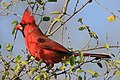 Northern cardinal