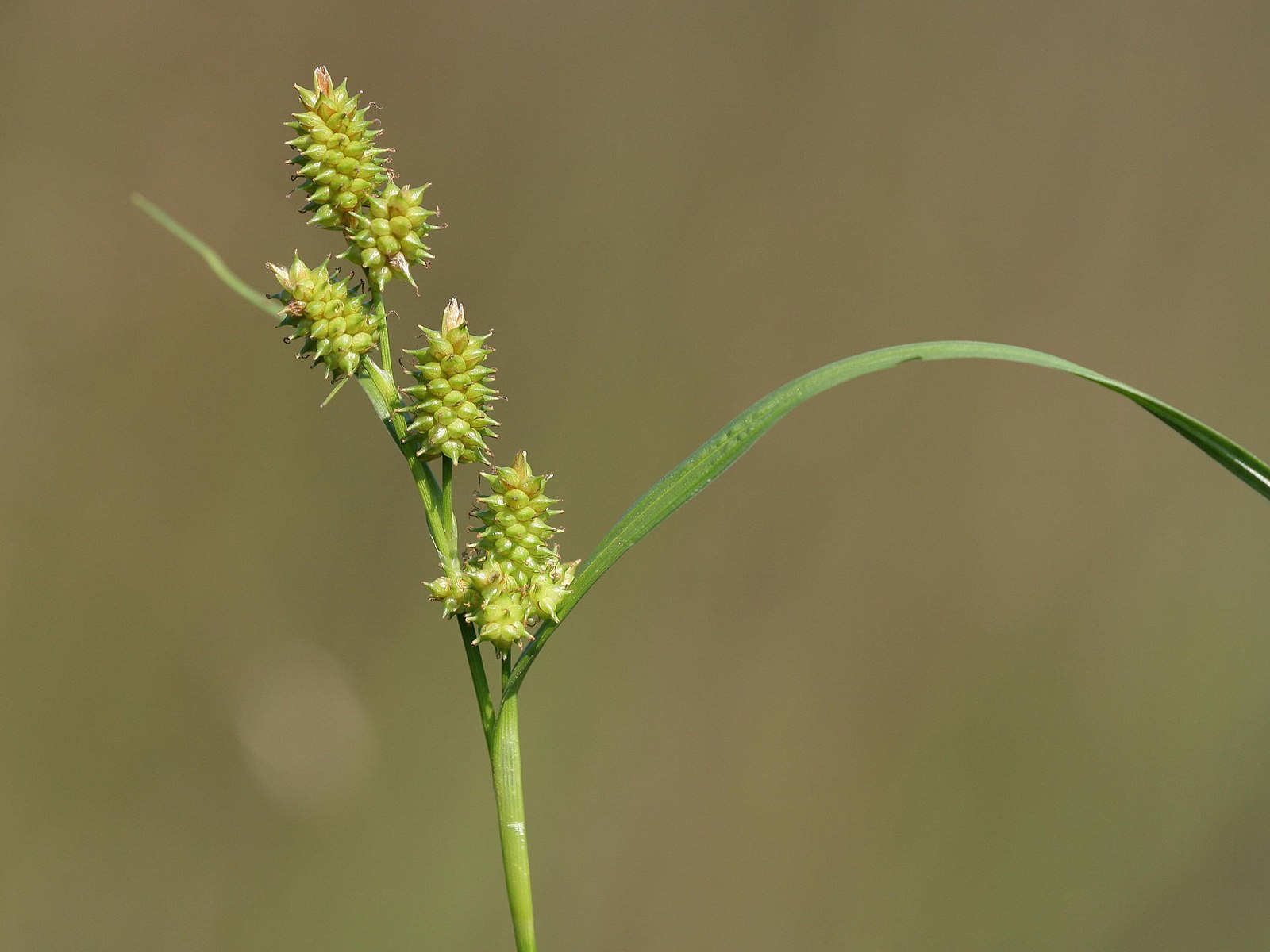 Carex rhynchophysa