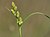 Carex demissa detail.jpeg