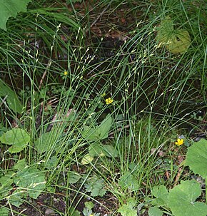 Beschreibung des Bildes Carex remota 3.jpg.