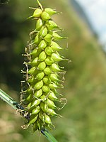 Carex vesicaria2.JPG