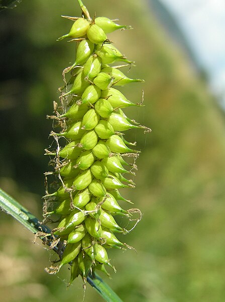 File:Carex vesicaria2.JPG