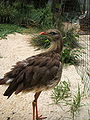 红腿叫鹤（Cariama cristata），分布于巴西东部到阿根廷中部的广大地区