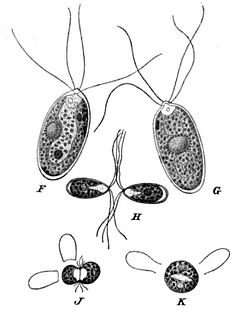 <i>Carteria</i> Genus of algae