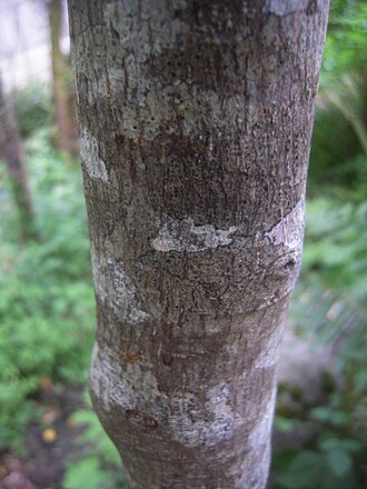 Bark of cascara - the part of the plant which, after being dried, is used as a laxative Cascara (Rhamnus purshiana) bark.JPG