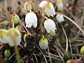 Cassiope tetragona dans la région d'Upernavik