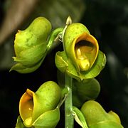 Catasetum macroglossum