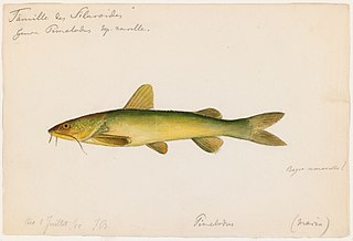 <span class="mw-page-title-main">Madamango sea catfish</span> Species of fish