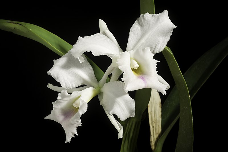 File:Cattleya labiata fma. amoena Lindl.- Coll. Bot.- t. 33 (1824) 20211002 210839.jpg