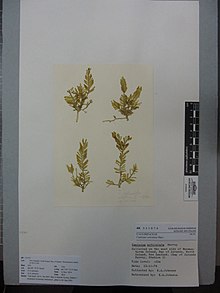 Caulerpa articulata Harv. (AM AK331874) .jpg