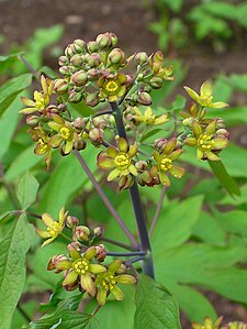 Caulophyllum thalictroides Inflorescence