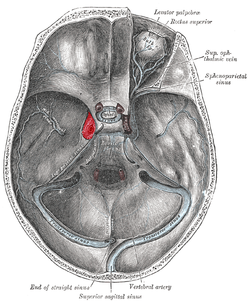 Cavernous sinus: anatomy, location, contents, drainage