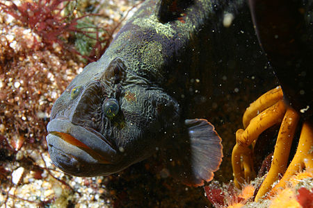 Cebidichthys violaceus.jpg