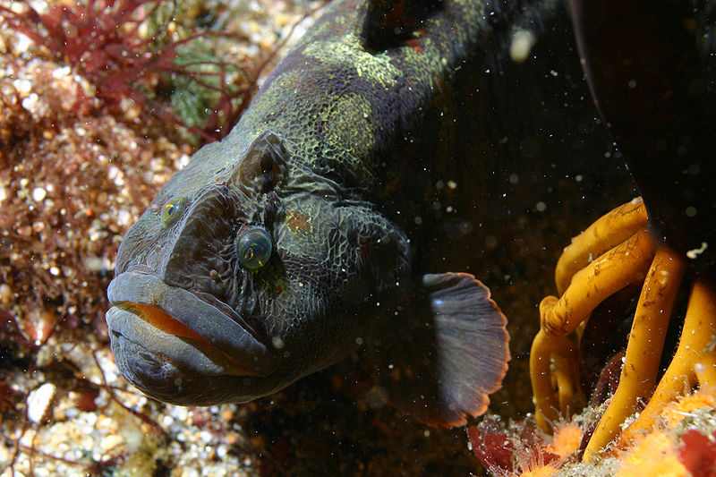 Monkeyface prickleback - Wikipedia